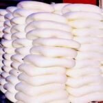 400 kg fake paneer caught in dehradun