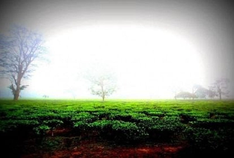 this area of ​​dehradun has been declared a tea garden