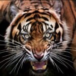 tiger movement in pauri garhwal