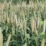 encouraging farmers to cultivate millet