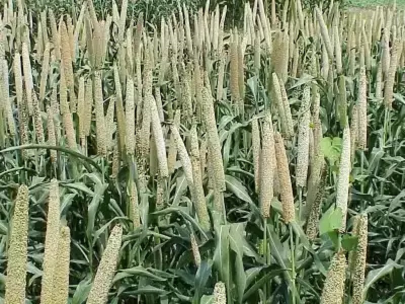 encouraging farmers to cultivate millet