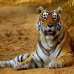 tigers in the last five months