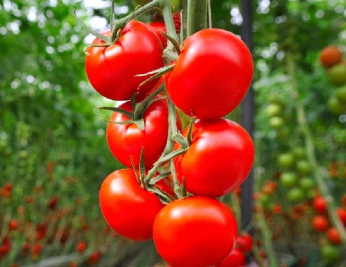 afghani tomatoes