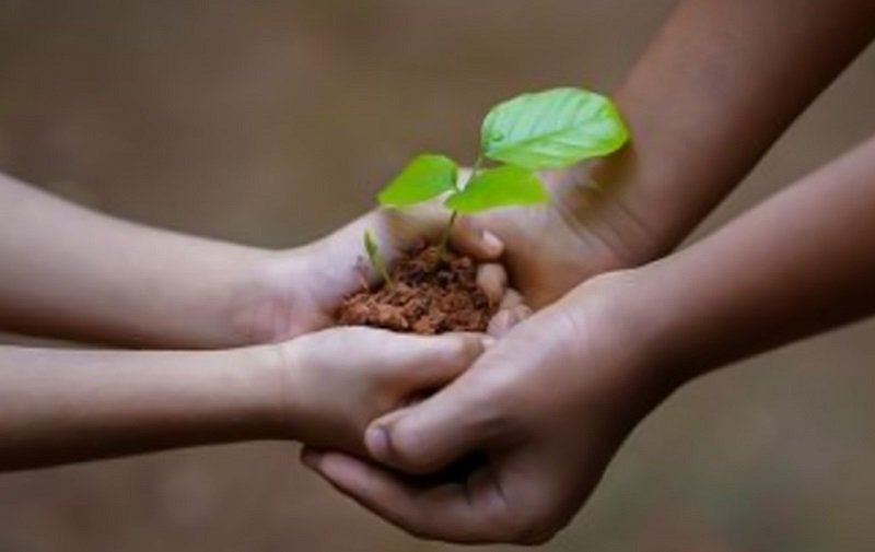 celebration of greenery