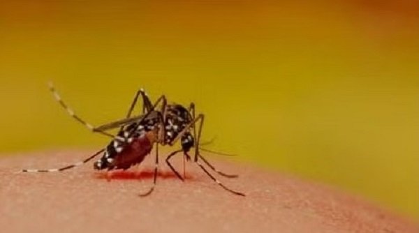 dengue has now given tension