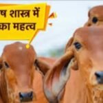 गाय की पूंछ के बाल