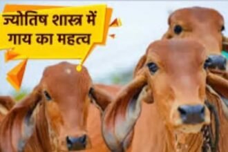 गाय की पूंछ के बाल