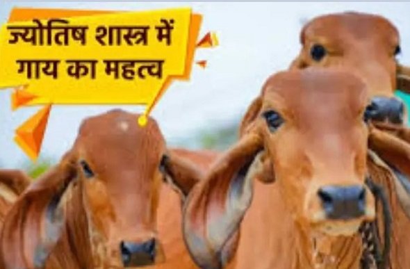 गाय की पूंछ के बाल