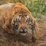 उत्तराखंड मे कितने बाघ