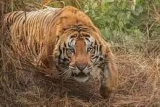 उत्तराखंड मे कितने बाघ