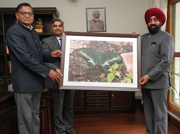 बटरफ्लाई गार्डन